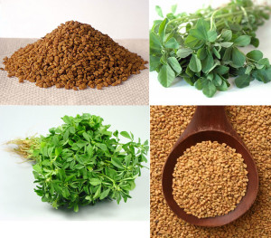 Methi-or-Fenugreek-Benefits seeds and leaves