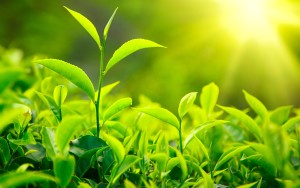 Tea - A divine Herb - Potential health benefits of tea green-tea-leaves