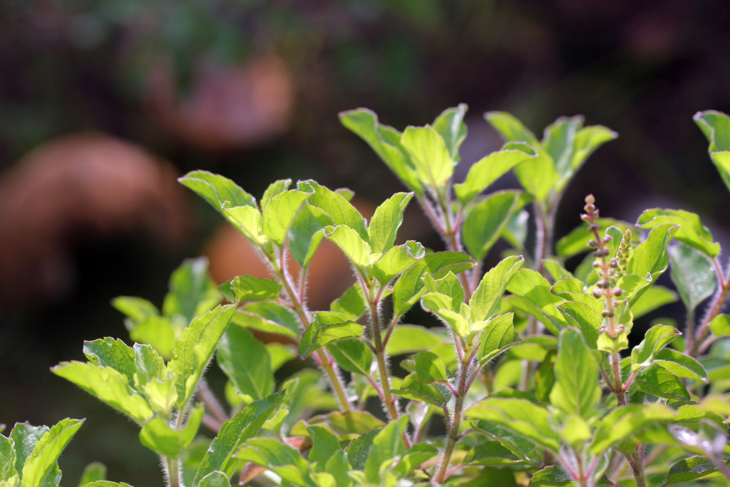 Basil - A Natural Remedy For Many Diseases