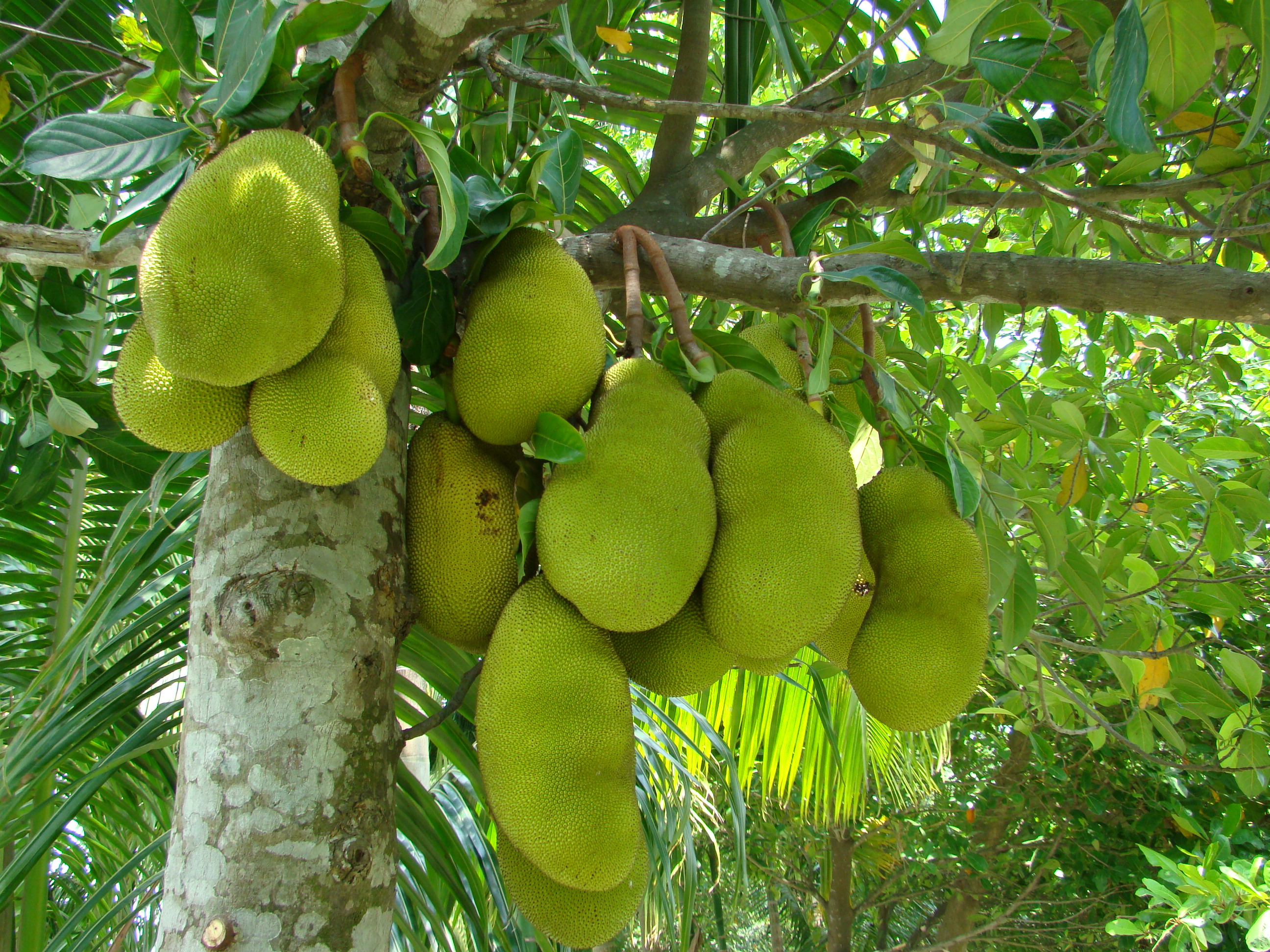 Jack fruit Chakkapazham Thorns Outside Sweet and Nutritious Inside