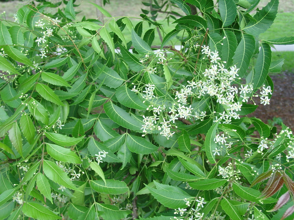 neem-leaves-the-one-which-keeps-all-diseases-at-bay-healthyliving