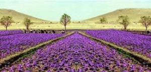 Saffron cultivation in Kashmir