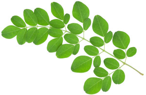 Green leafy vegetable moringa