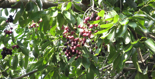 Njaval fruit-njara pazham tree-kerala nadan fruit