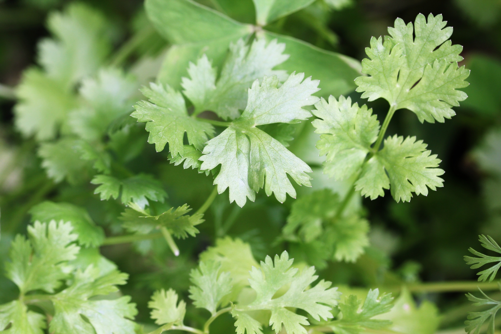 What&amp;#39;s the health benefits of using Coriander leaves? Can it be used in ...