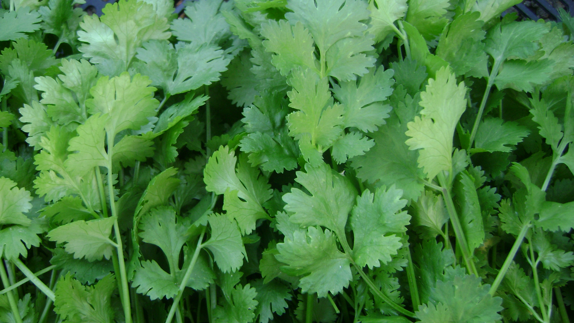 What S The Health Benefits Of Using Coriander Leaves Can It Be