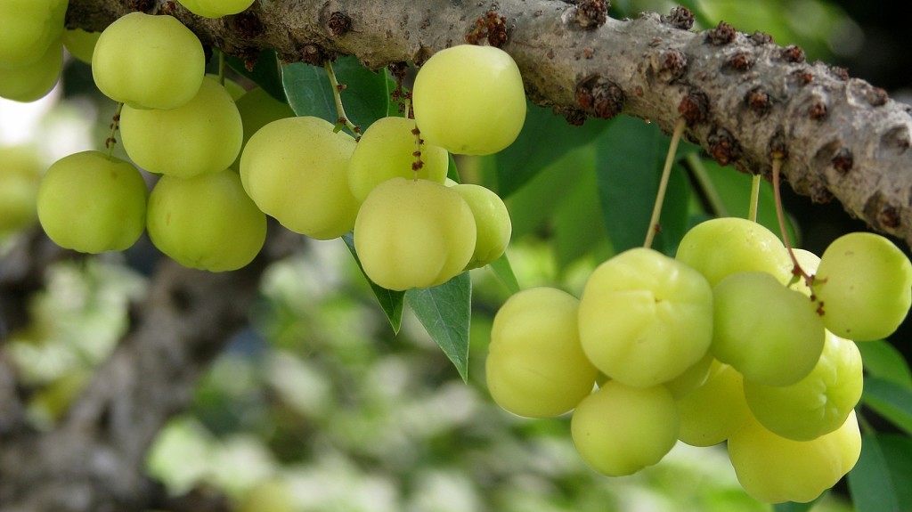 star gooseberry-arinellikka-sheema neelli