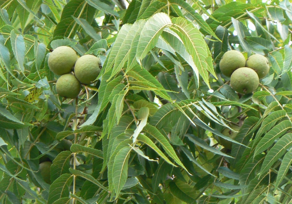 walnut tree with raw walnut