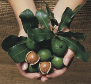 Macadamia-nuts- a handful of nuts