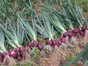 Onion- A traditional indispensable non spice Item found in almost every kitchen in the world.