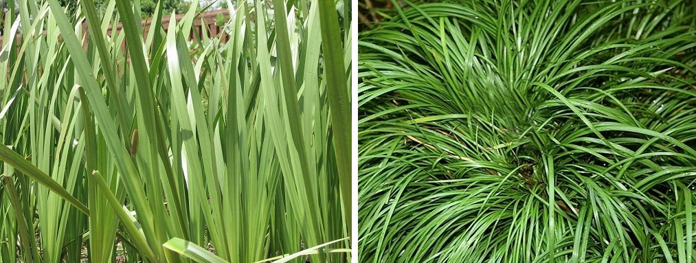 Sweet flag or Vayambu plants