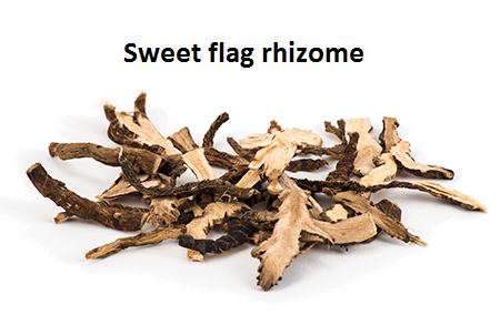 Sweet flag rhizome