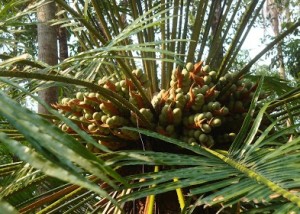 eenthu plant - cycads tree