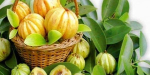 garcinia-cambogia- kodampuli-helath benefits