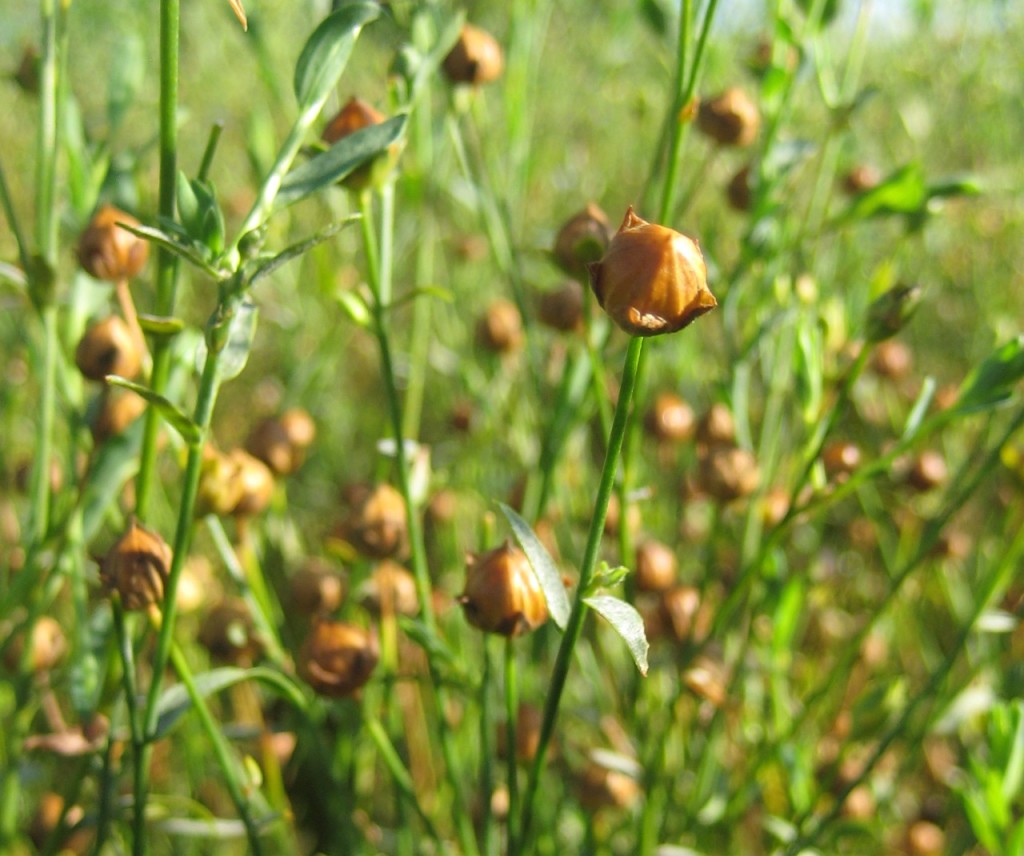 flax seeds plants flax seeds