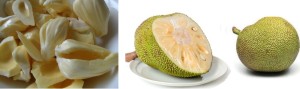 Mature jakcfruit or unripe jackfruits