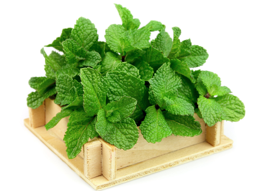 mint leaves king of herbs