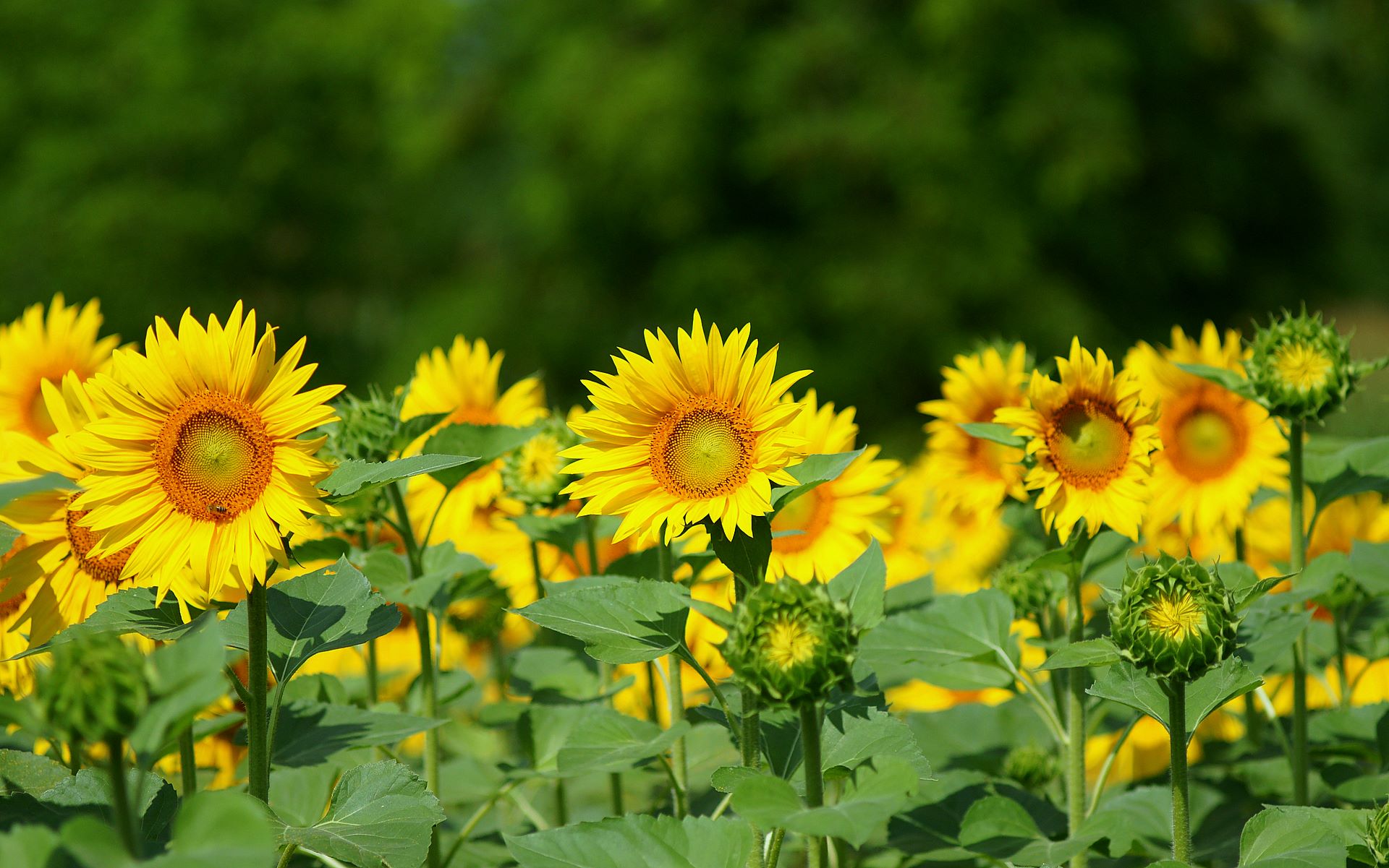 Sunflower Seeds Let The Sun Shine In Healthyliving From Nature 