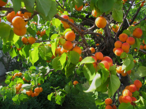 apricot-fruit tree