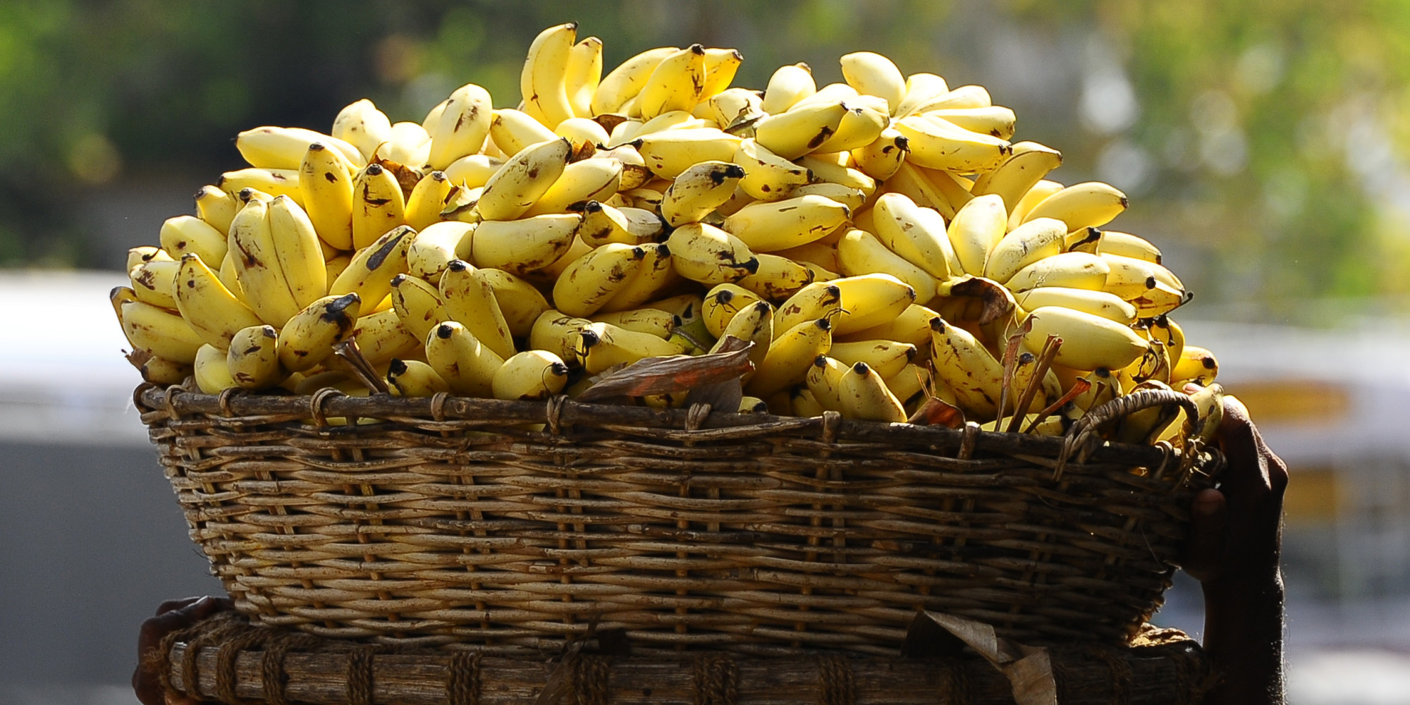 Banana - Golden Fruit - Nature's secret of perpetual youth ...