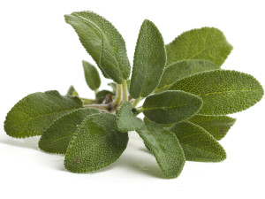 sage leaf health benefits