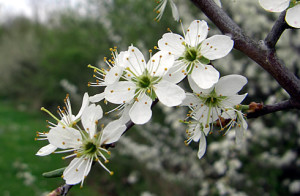 Blackthorn trees