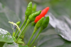 Kanthari-mulak-birds eye chillies natureloc