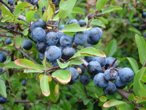 blackthorn_fruits sloe berries