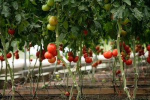 organic farm -vegetable health benefits