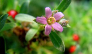 കല്ലൂർവഞ്ചി - Aquatic Rotula flower