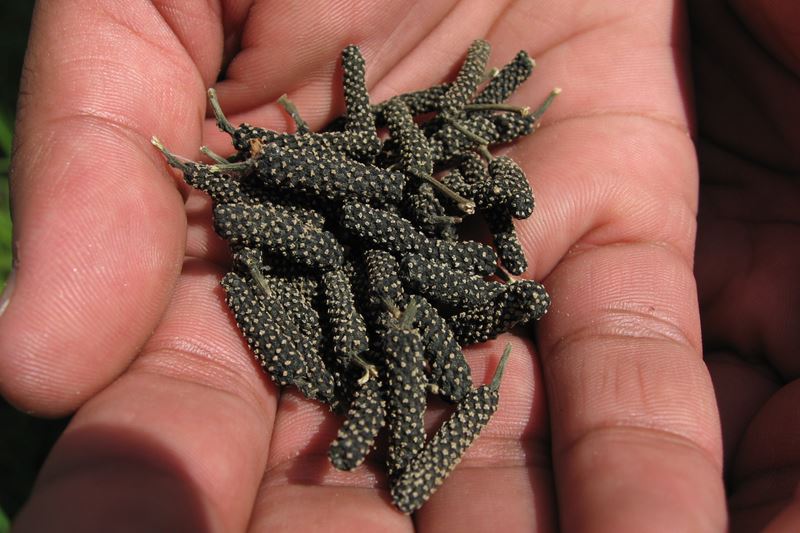 pipalli or thippali long pepper natureloc buy online