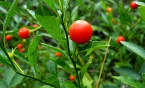 Ashwagandha amukkuram medicinal plants natureloc