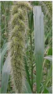 Fox tail millet natureloc