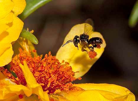 Stingless Bee Honey - Dwarf Honey Bees - Cheruthen