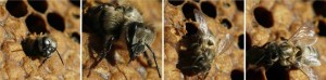 Stingless Bee Honey - Dwarf Honey Bees