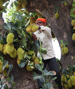 How can we minimize the wastage of jackfruit?