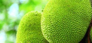 Jackfruits Nutritional composition and uses