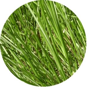 Ramacham (Vetiver) bed impact and influence - Health benefits