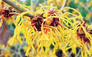 Witch hazel -can be useful for minor skin irritations 