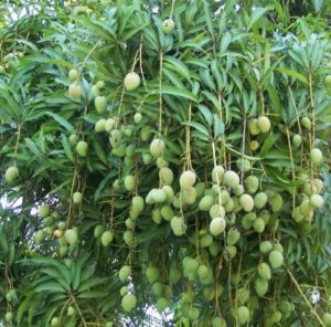 Chandrakaran Mango - Most expensive mango variety in Kerala