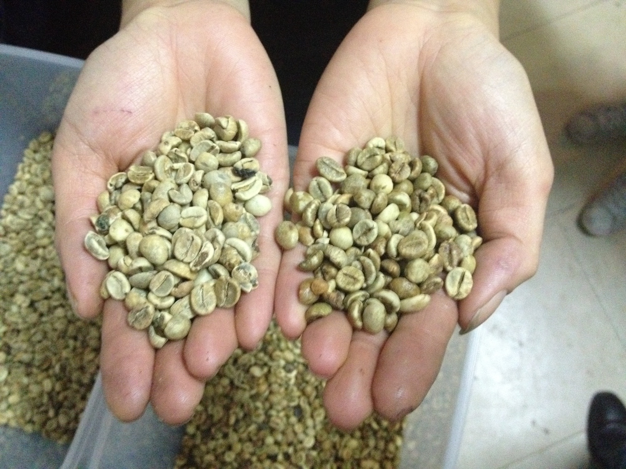 Arabica Coffee Beans Valued coffee bean species