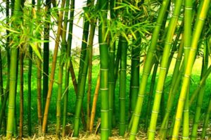 Bamboo rice farming