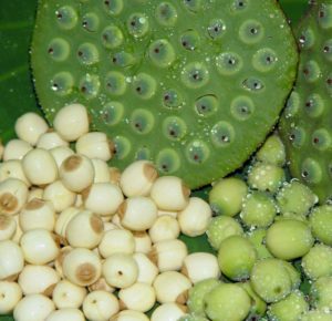 Fresh lotus seeds