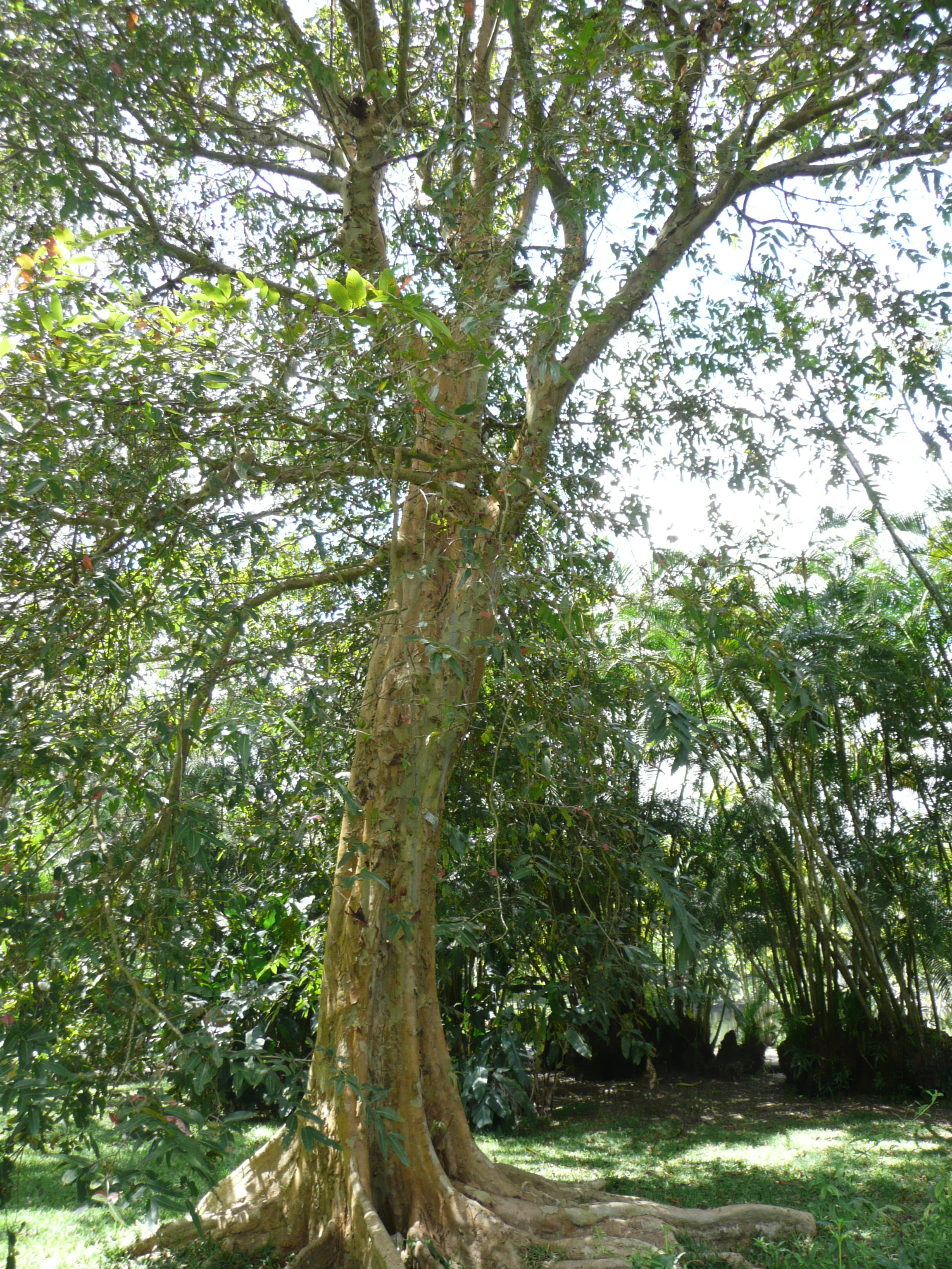 NeermaruthuArjun Tree(Terminalia Arjuna) Cure for Heart