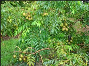 ambazhanga-hog-plum-fruit-pickle-buy-online-natureloc