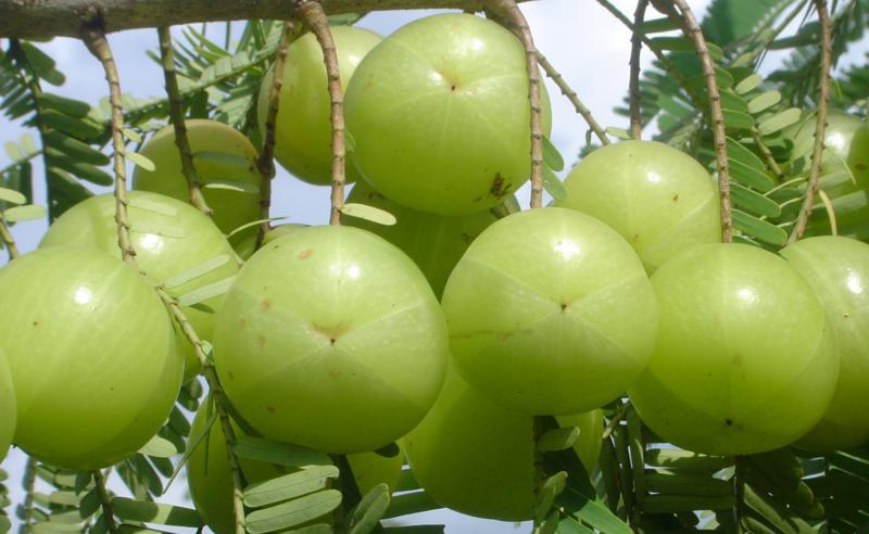 Indian Gooseberry Nellikka Amla Improves Hair Growth Prevents 