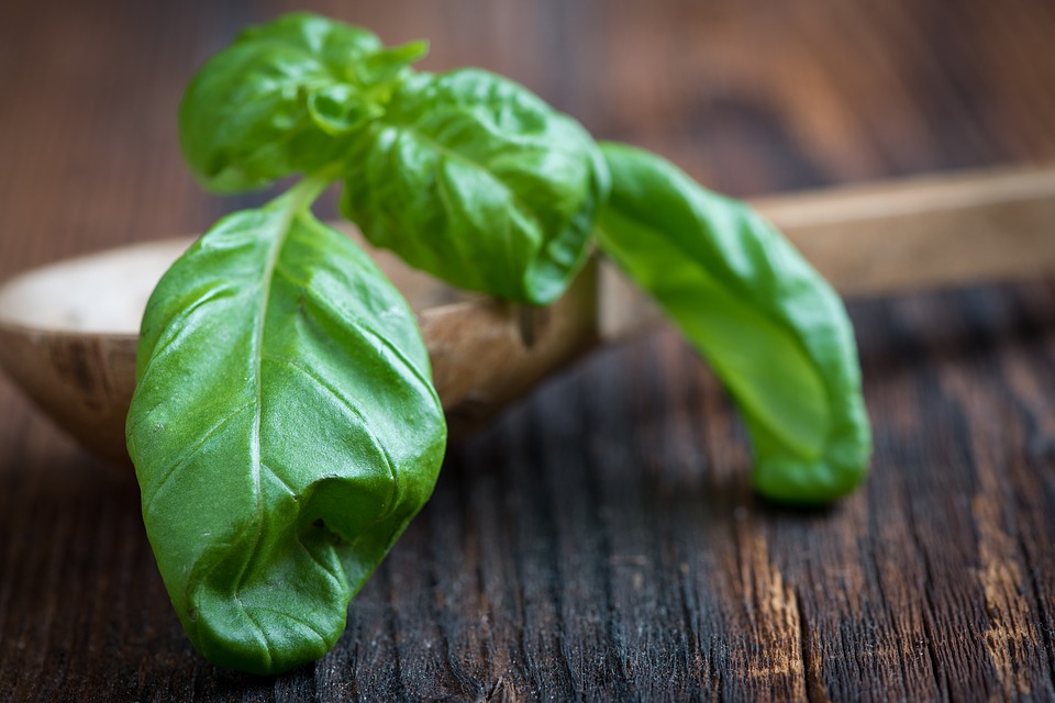 Benefits Of Basil Leaf