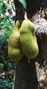 Jackfruit (Chakka)