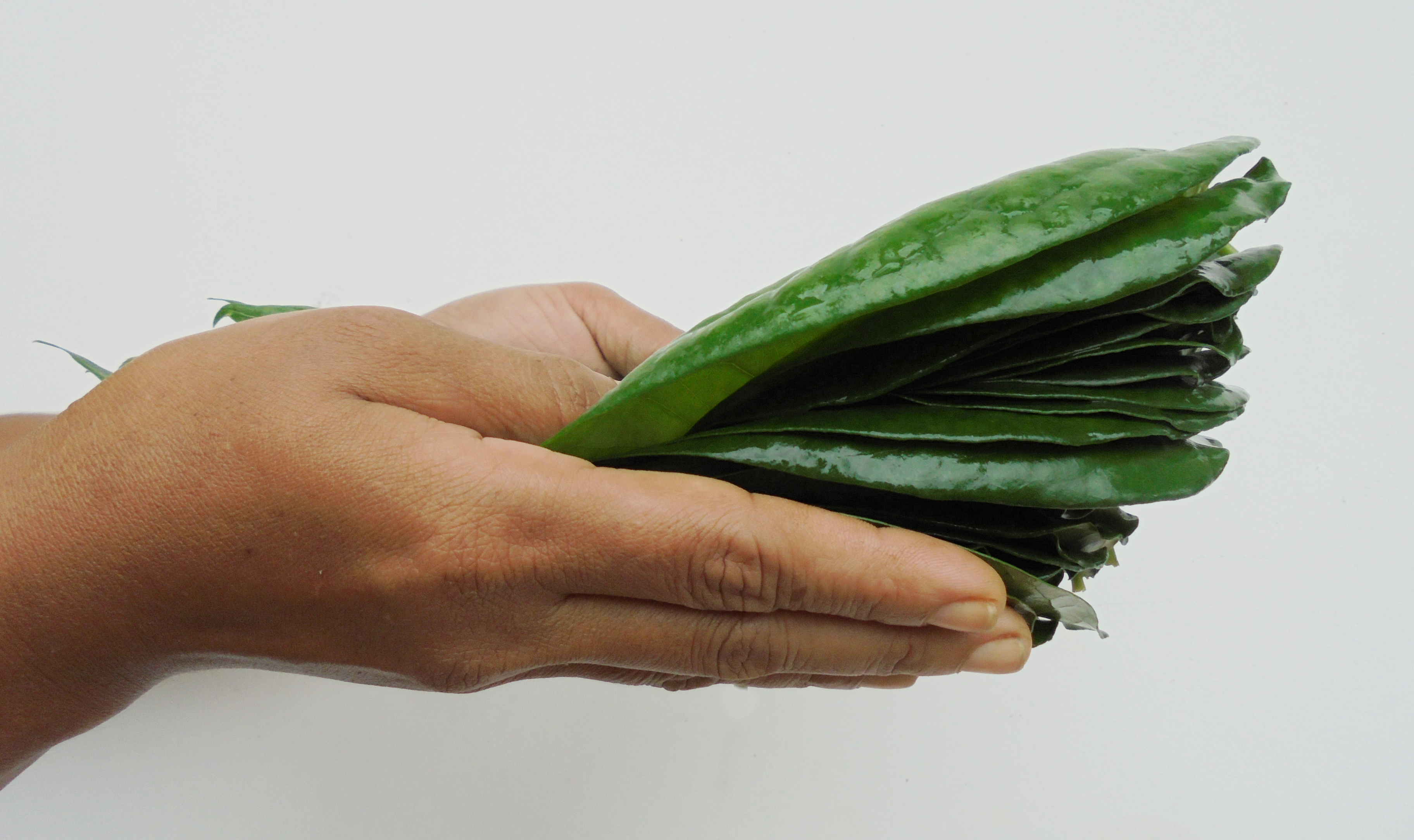 Betel Leaf (Vettila) For Digestion