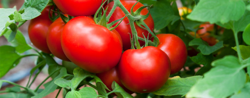 Is Tomato a Fruit or Vegetable?